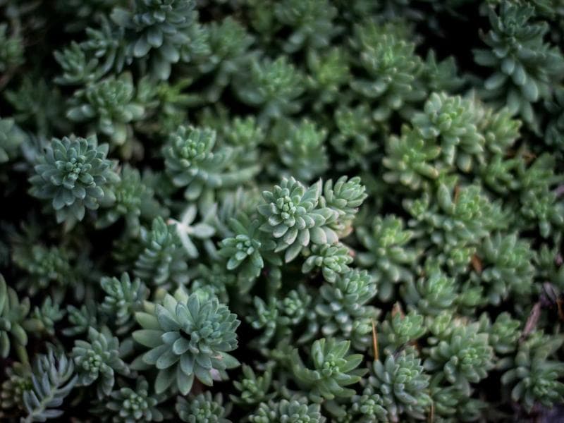 Sakura Arts — Comic Fiesta 2025 Tote Bag by Sakura Arts