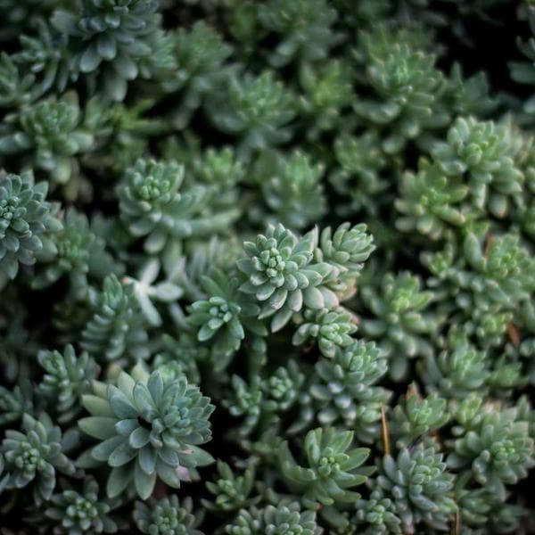 Custom OC Portrait Commission by Sakura Arts